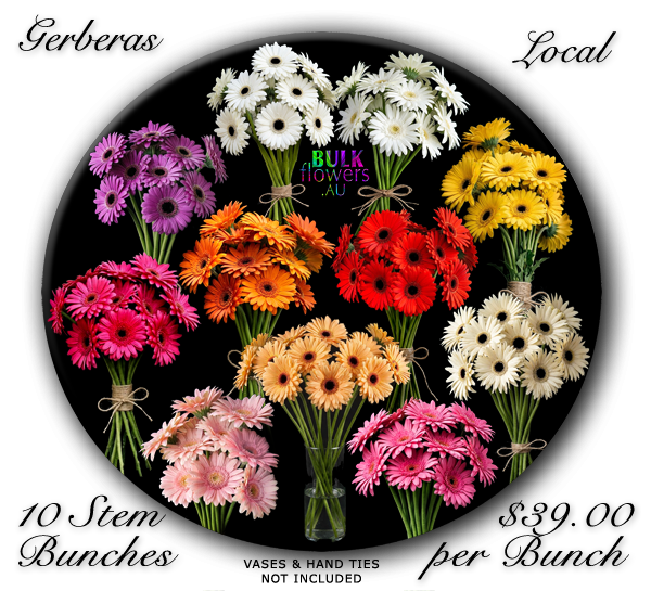 GERBERAS